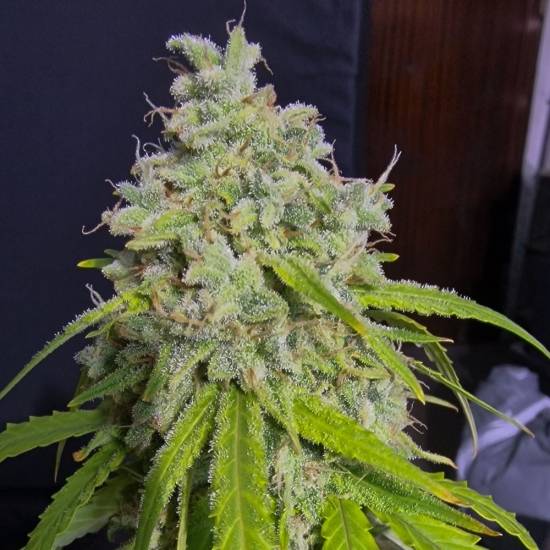 Auto Orange Kush